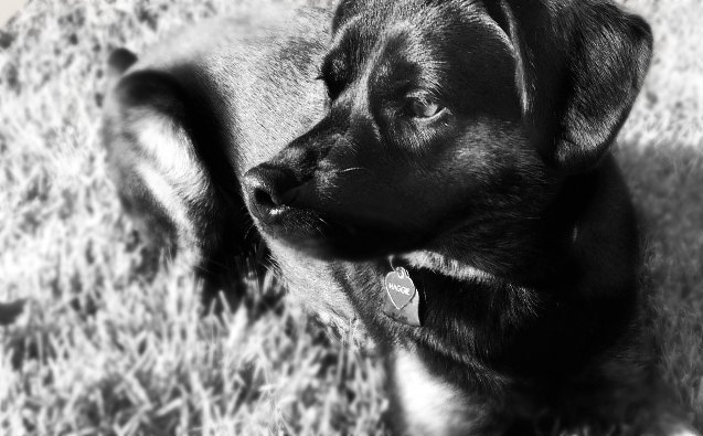 Maggie laying down in the grass, looking offscreen like a very good girl